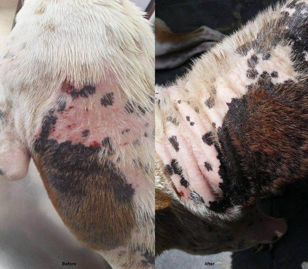 100% Natural Pet Dry Skin & Itch Balm (Non Toxic) 100ml - Ultra Bee Health UK